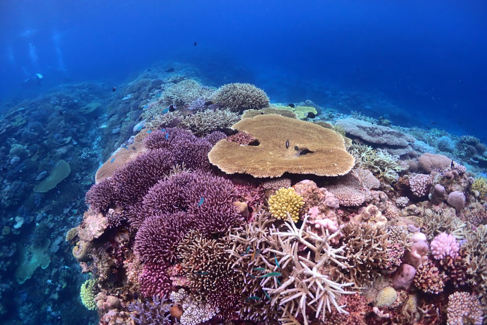 マダラトビエイが見れすぎた1日 かっちゃんログ | シーサー阿嘉島