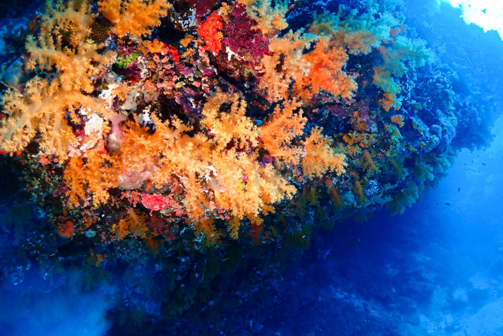 2026年サンゴの産卵予想公開🪸マンタニアミス かっちゃんログ