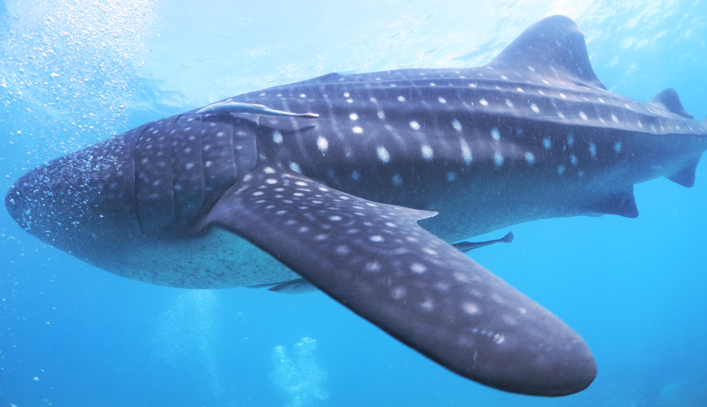 Whale shark in Okinawa
