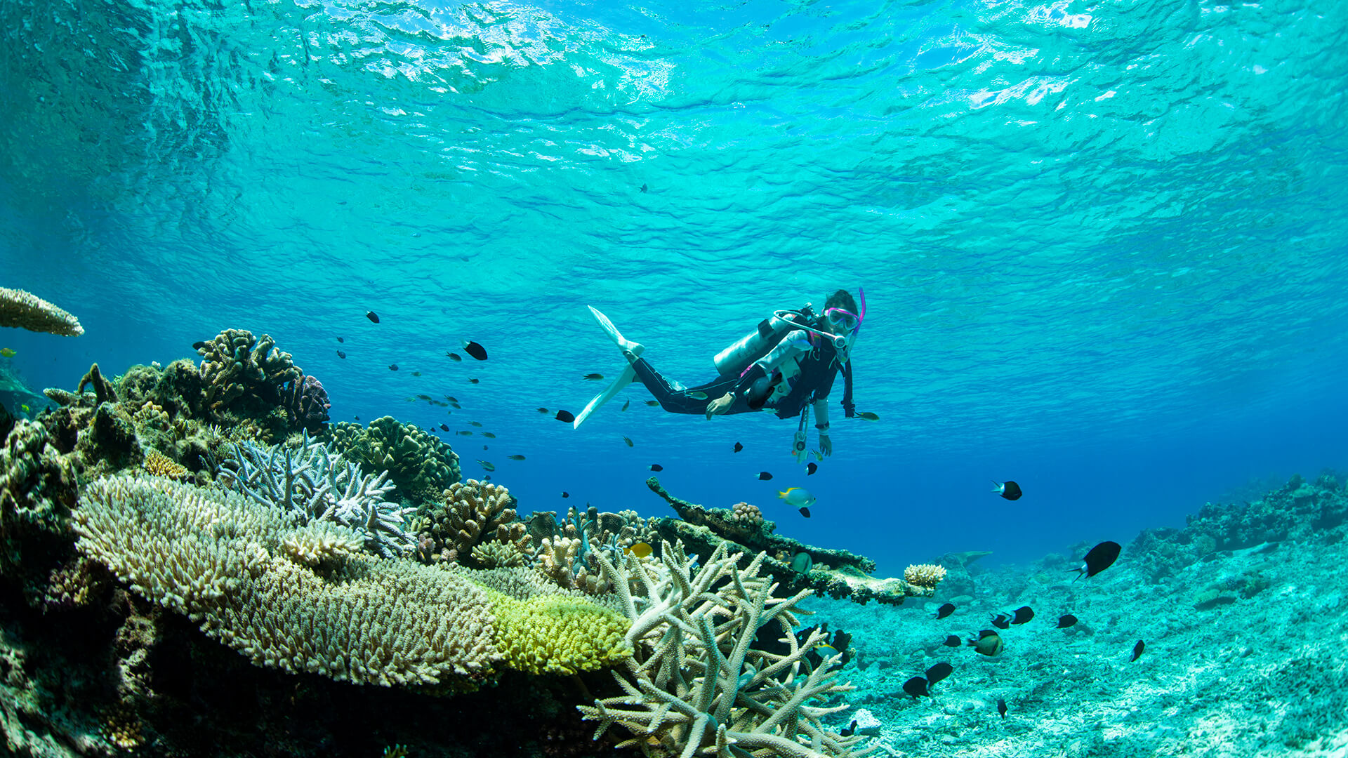 事業紹介 - 株式会社シーサー